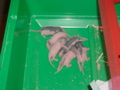 mes pepettes jour 4 et 5 les 24 et 25 01 05 026