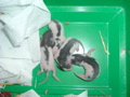 mes pepettes 025