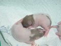 mes pepettes 033