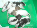 mes pepettes 005