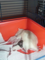 mes pepettes 014