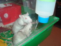 mes pepettes 046