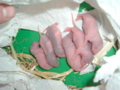 mes pepettes jour 3 et 4 les 24 et 25 01 05 002