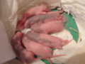mes pepettes jour 3 et 4 les 24 et 25 01 05 049