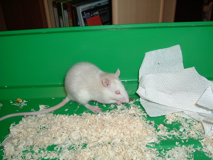 mes pepettes  15 jan 05 022