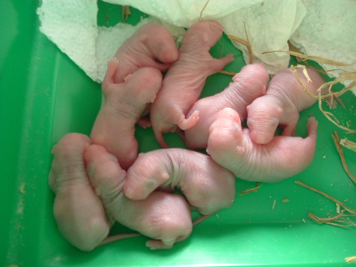 mes pepettes 050