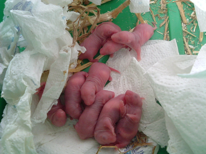mes pepettes 045
