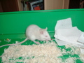 mes pepettes  15 jan 05 022
