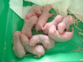mes pepettes 050