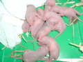 mes pepettes 068