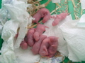 mes pepettes 044