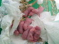 mes pepettes 045