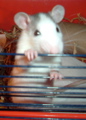 DSCF1061